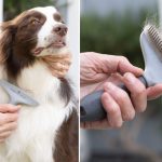 Pet Brushes That Reduce Shedding for a Cleaner Home